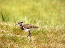 Cancha de Nordelta brilló en ProAm 108º Visa Open de Argentina