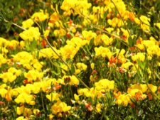 Cancha de Nordelta brilló en ProAm 108º Visa Open de Argentina