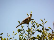 Cancha de Nordelta brilló en ProAm 108º Visa Open de Argentina