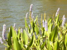 Cancha de Nordelta brilló en ProAm 108º Visa Open de Argentina