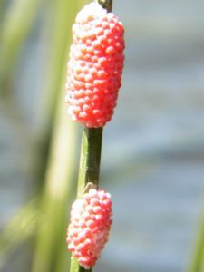 Cancha de Nordelta brilló en ProAm 108º Visa Open de Argentina