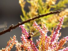 Cancha de Nordelta brilló en ProAm 108º Visa Open de Argentina
