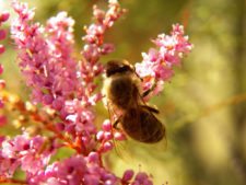 Cancha de Nordelta brilló en ProAm 108º Visa Open de Argentina