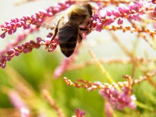 Cancha de Nordelta brilló en ProAm 108º Visa Open de Argentina