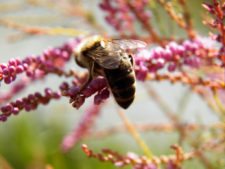 Cancha de Nordelta brilló en ProAm 108º Visa Open de Argentina
