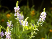 Cancha de Nordelta brilló en ProAm 108º Visa Open de Argentina