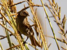 Cancha de Nordelta brilló en ProAm 108º Visa Open de Argentina