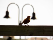 Cancha de Nordelta brilló en ProAm 108º Visa Open de Argentina