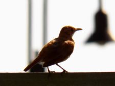 Cancha de Nordelta brilló en ProAm 108º Visa Open de Argentina