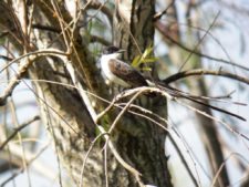 Cancha de Nordelta brilló en ProAm 108º Visa Open de Argentina