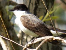 Cancha de Nordelta brilló en ProAm 108º Visa Open de Argentina