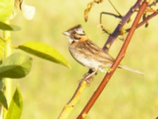 Cancha de Nordelta brilló en ProAm 108º Visa Open de Argentina