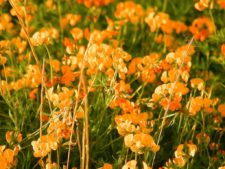 Cancha de Nordelta brilló en ProAm 108º Visa Open de Argentina