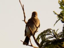 Cancha de Nordelta brilló en ProAm 108º Visa Open de Argentina