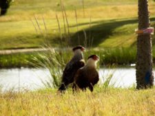 Cancha de Nordelta brilló en ProAm 108º Visa Open de Argentina
