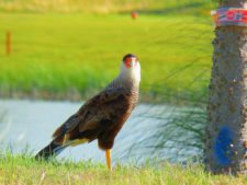 Cancha de Nordelta brilló en ProAm 108º Visa Open de Argentina