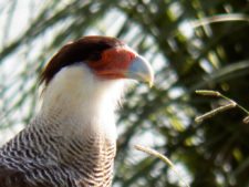 Cancha de Nordelta brilló en ProAm 108º Visa Open de Argentina