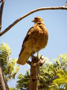 Cancha de Nordelta brilló en ProAm 108º Visa Open de Argentina