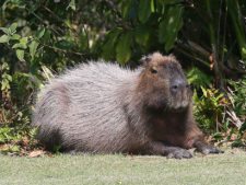 Capibara (cortesía geoffshackelford.com)