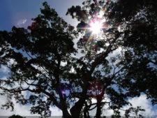 Clasificatorio Copa Los Andes 2016, selección domingo