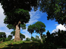 Clasificatorio Copa Los Andes 2016, selección domingo
