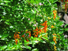 Clasificatorio Copa Los Andes 2016, selección sábado