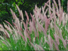 Clasificatorio Copa Los Andes 2016, selección viernes
