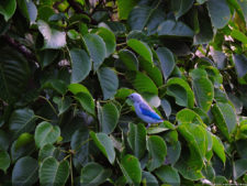 Clasificatorio Copa Los Andes 2016, selección viernes