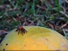 Clasificatorio Copa Los Andes 2016, selección viernes