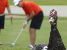 Galerías de Torneos Fairway-Panamá