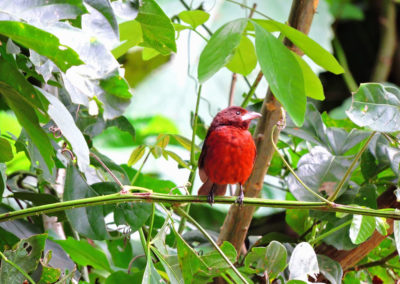 El Parque de Izcaragua