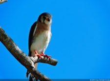 Los ojos de los cernícalos pueden captar el espectro ultravioleta. Así sitúan rastros de ratones