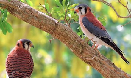 El poderoso vuelo del Cernícalo de América (Falco sparverius)