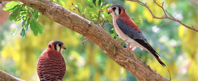 El poderoso vuelo del Cernícalo de América (Falco sparverius)