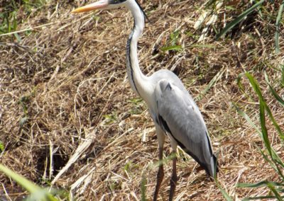 Fauna Viviente y Reluciente