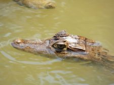 Fauna Viviente y Reluciente