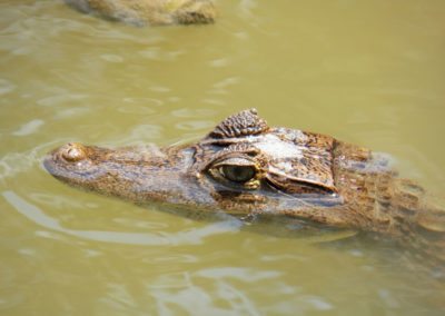 Fauna Viviente y Reluciente