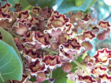 Fauna Viviente y Reluciente