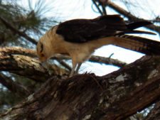 Fauna Viviente y Reluciente