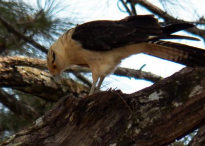 Fauna Viviente y Reluciente