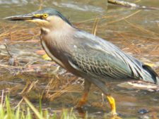 Fauna Viviente y Reluciente