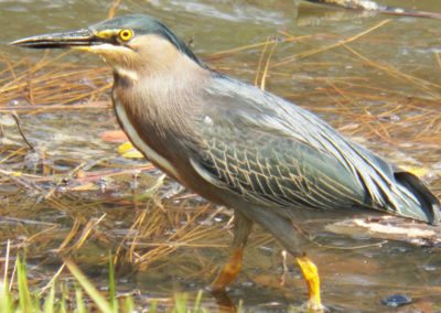 Fauna Viviente y Reluciente