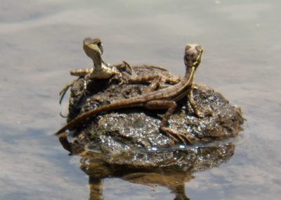 Fauna Viviente y Reluciente