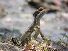 Fauna Viviente y Reluciente