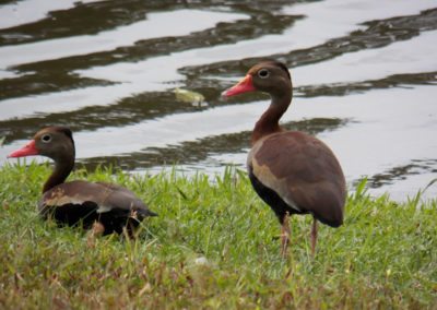 Fauna Viviente y Reluciente