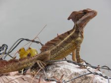 Fauna Viviente y Reluciente