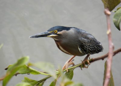 Fauna Viviente y Reluciente