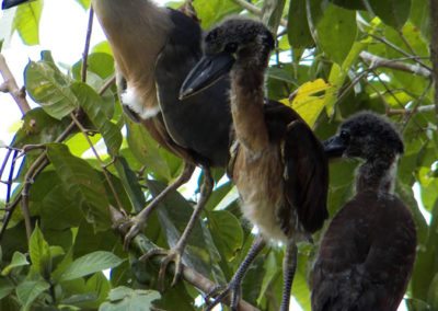 Fauna Viviente y Reluciente