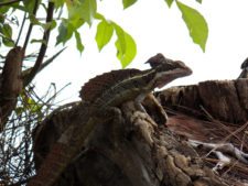 Fauna Viviente y Reluciente