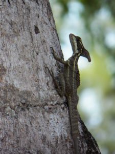 Fauna Viviente y Reluciente